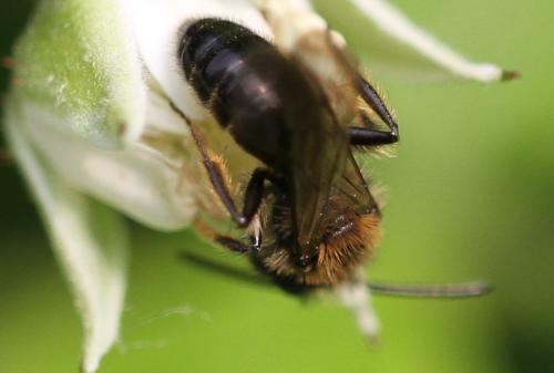 Réf. 245 244 : Andrena bicolor